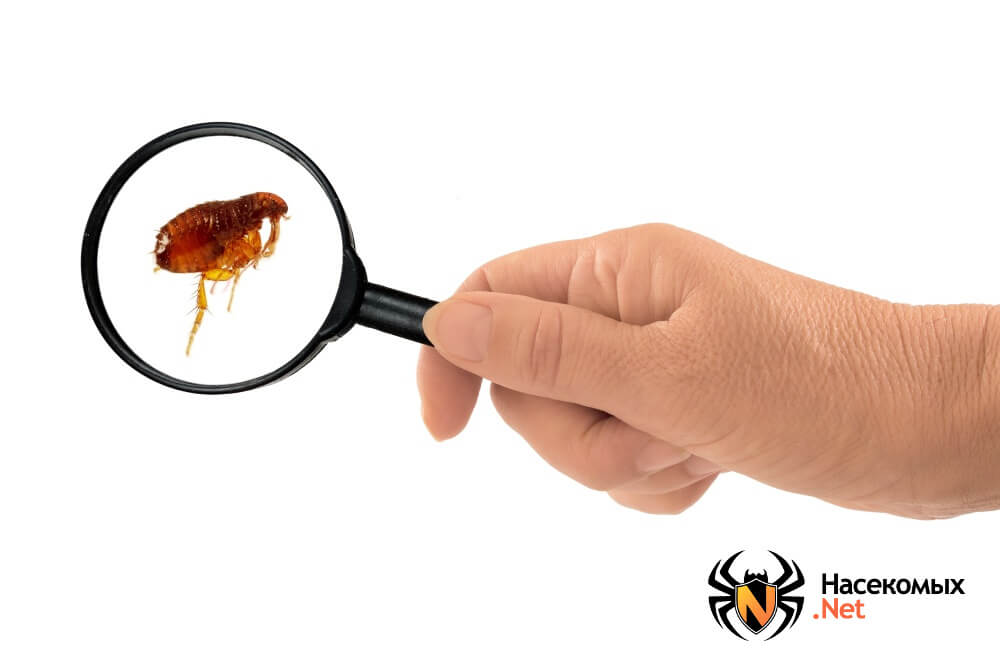 Как избавиться от блох у сфинкса: эффективные методы борьбы с насекомыми